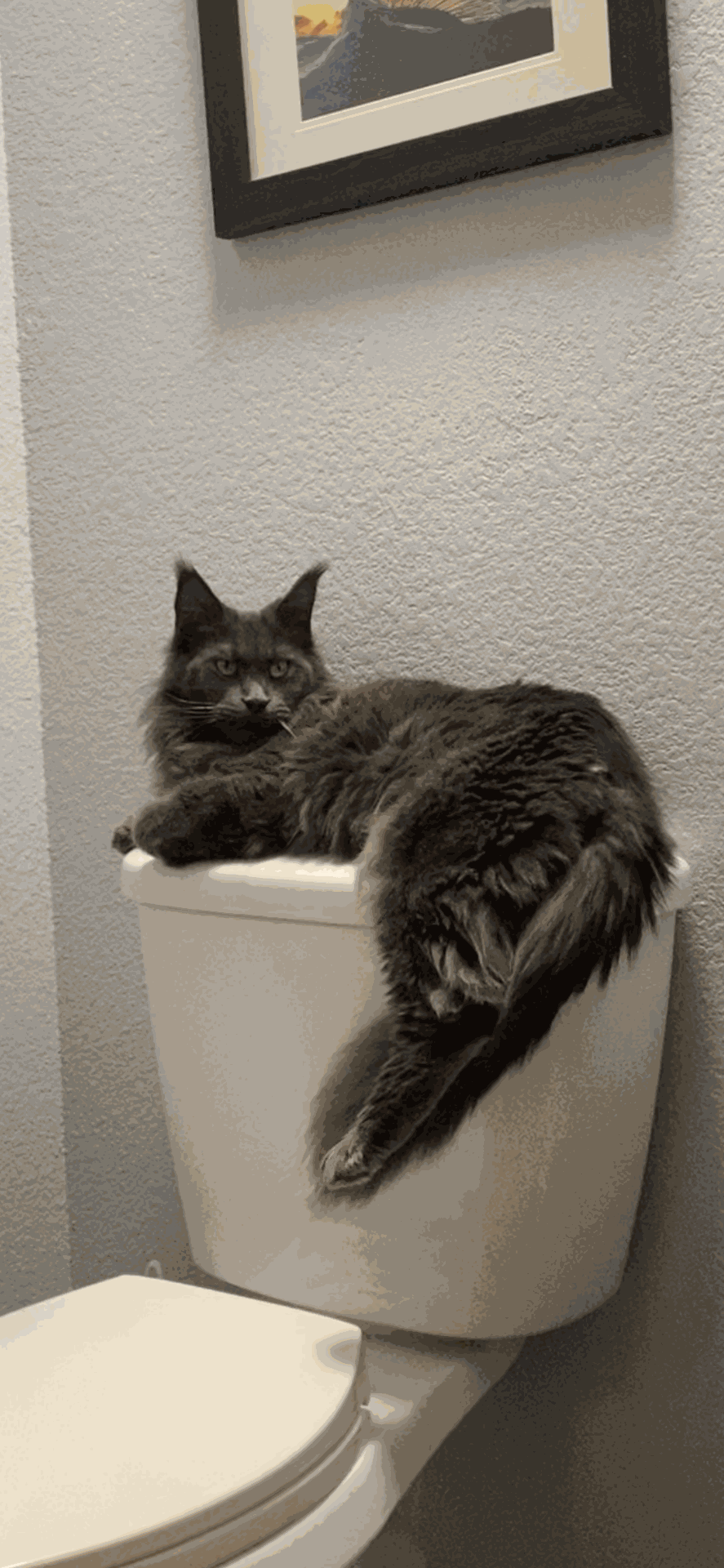 Pet photo
