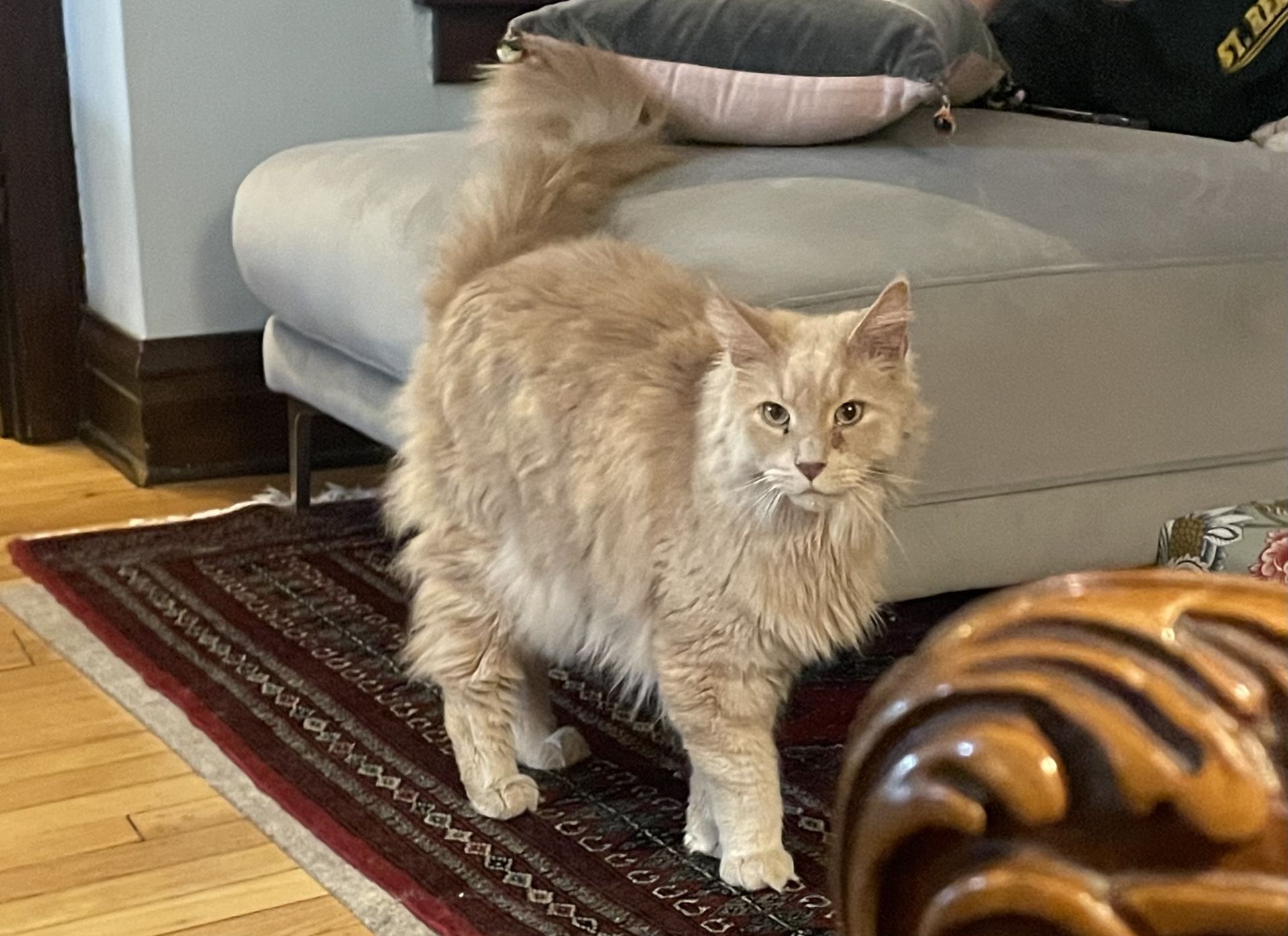 Pet photo