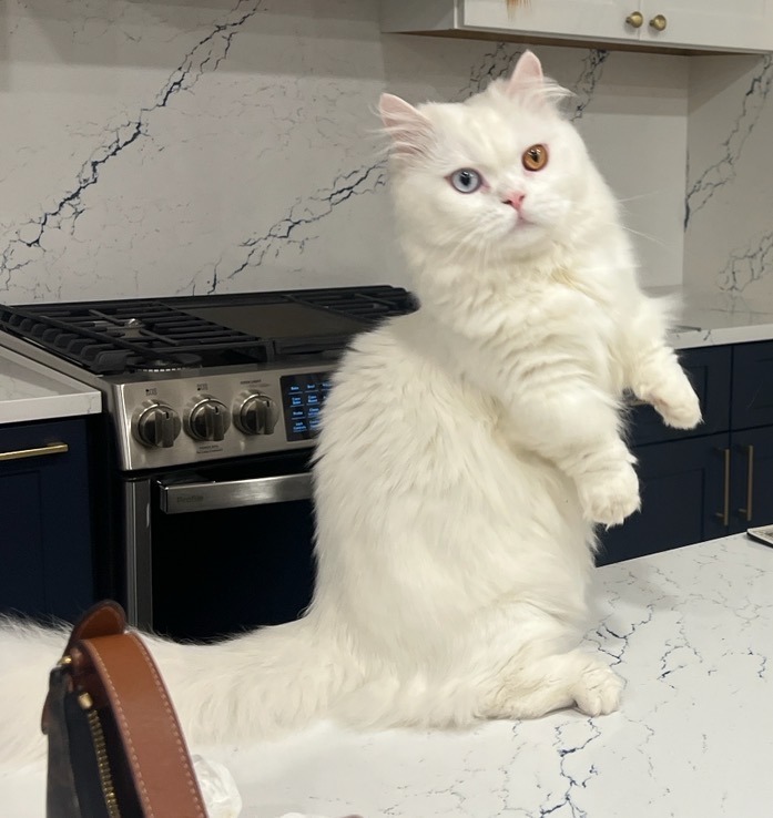 Pet photo