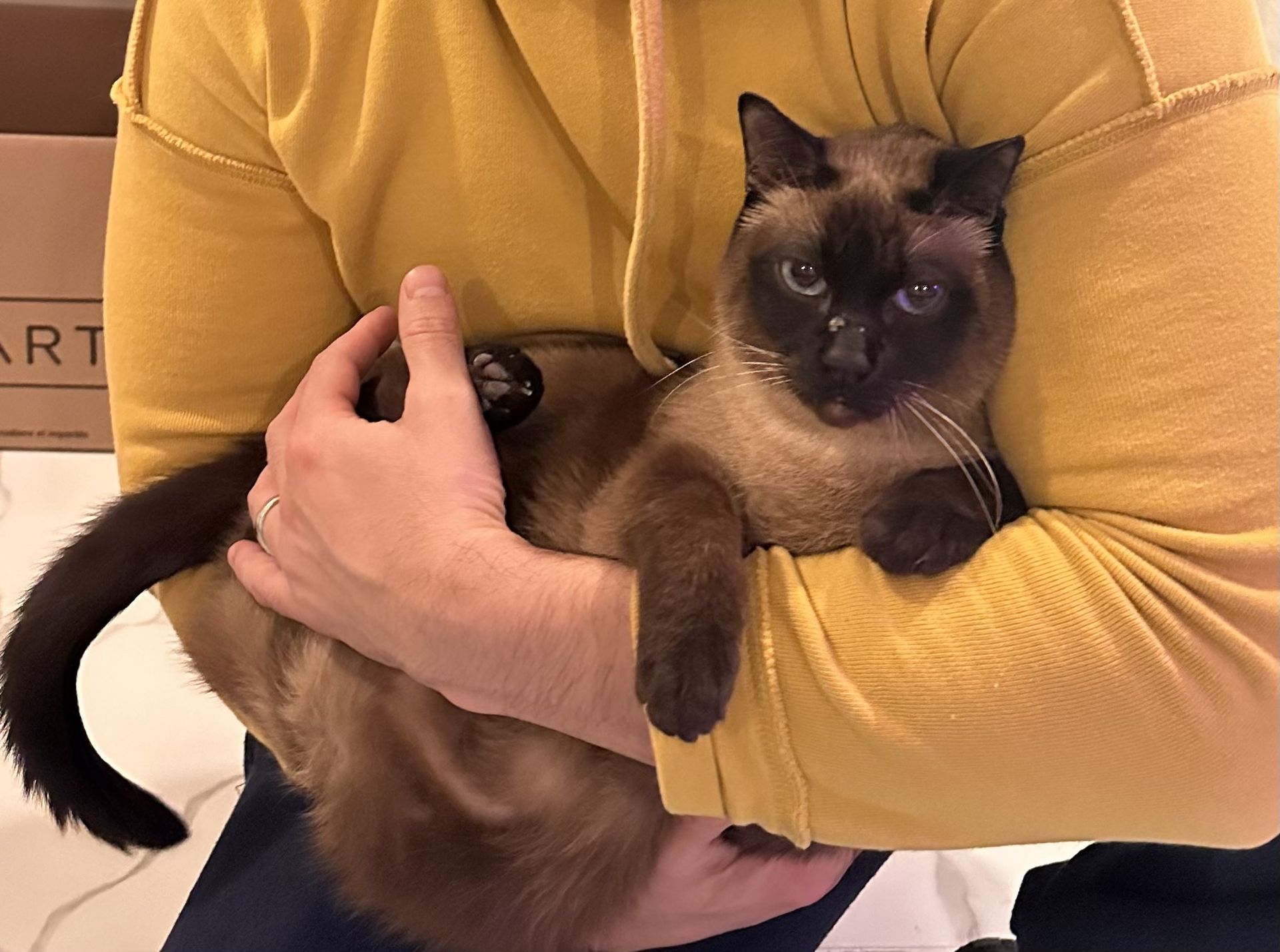 Pet photo