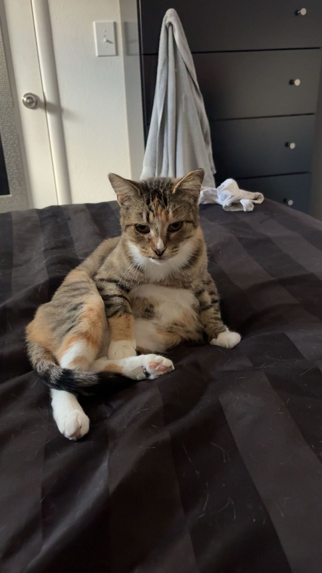 Pet photo