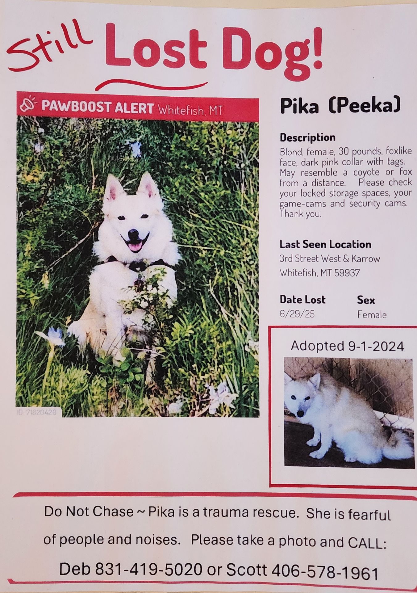 Pet photo
