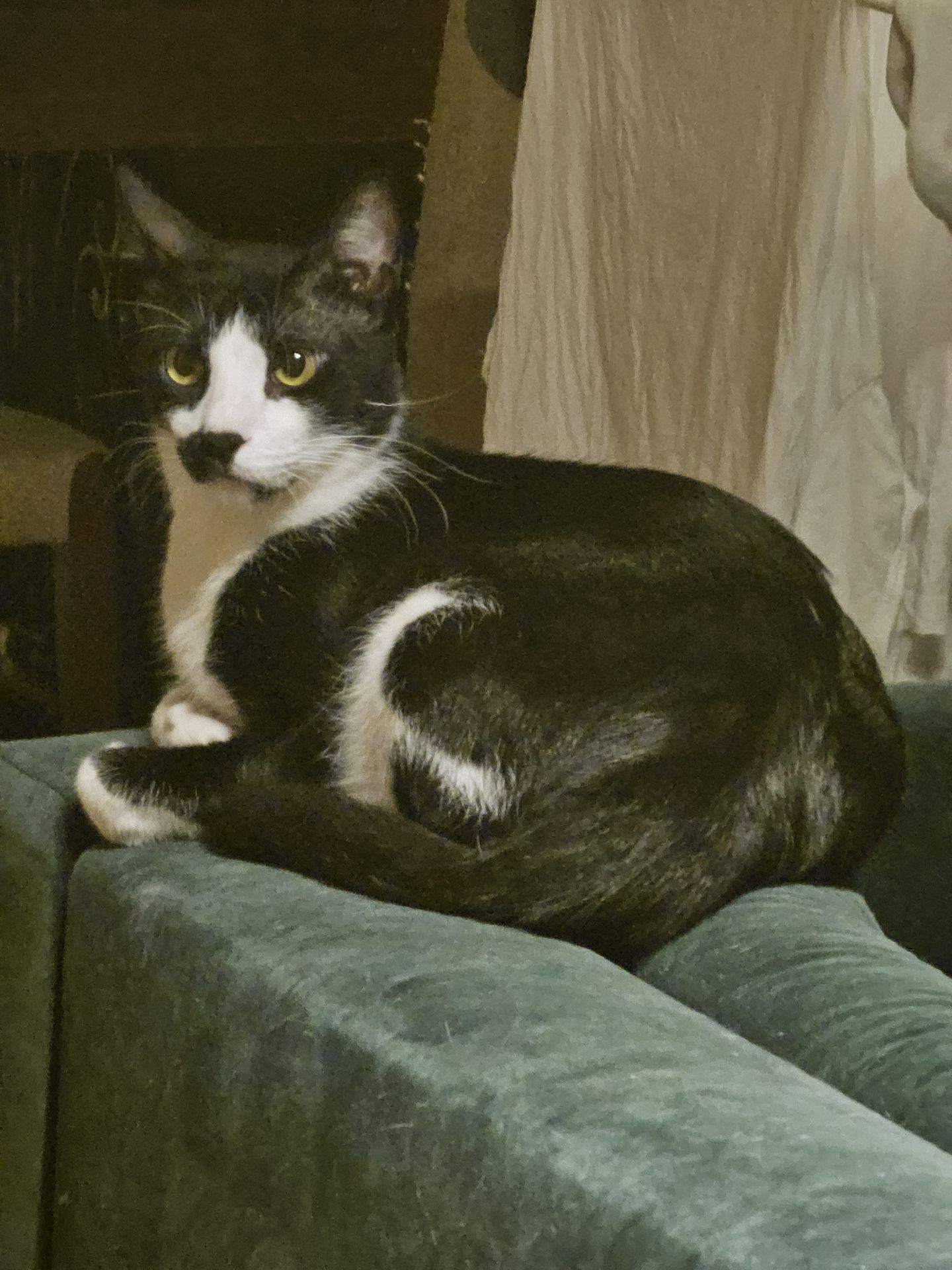 Pet photo