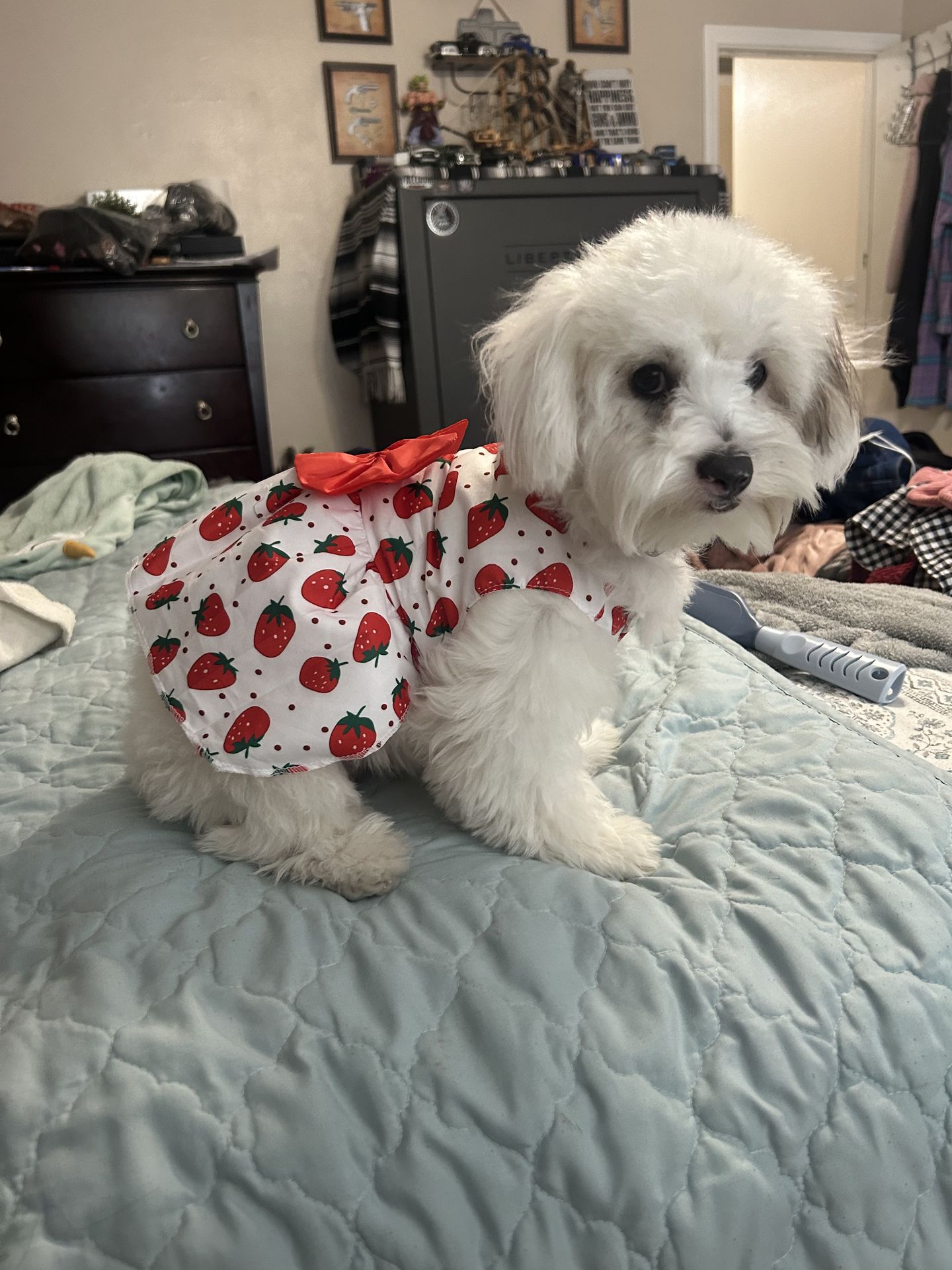 Pet photo