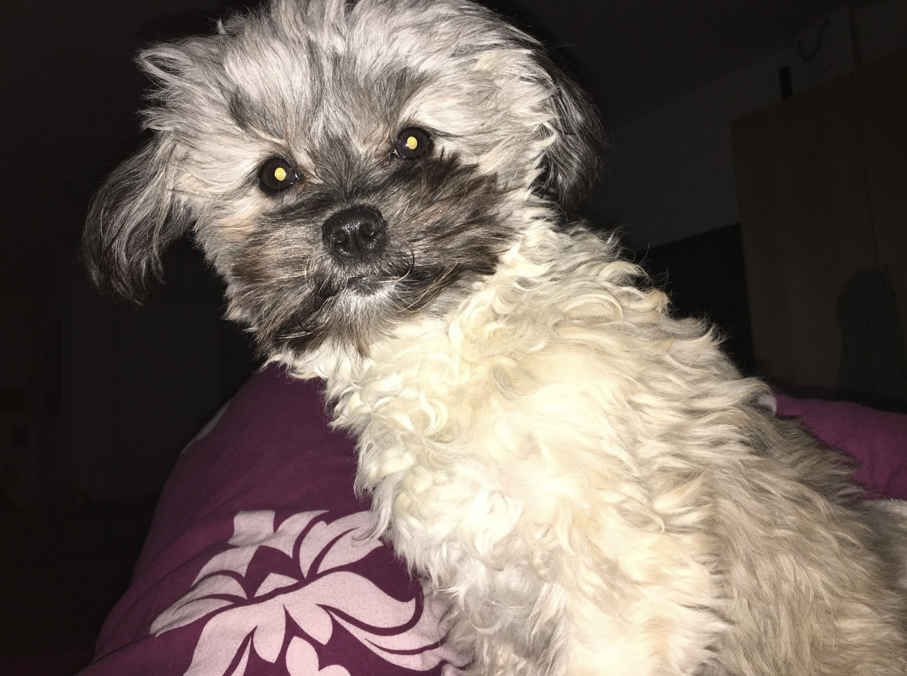 Pet photo