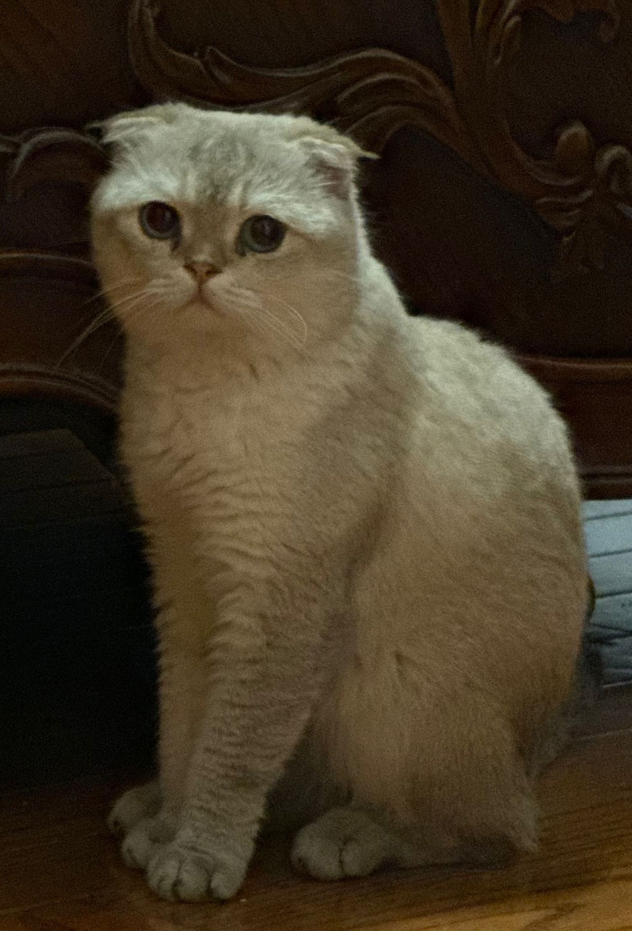 Pet photo