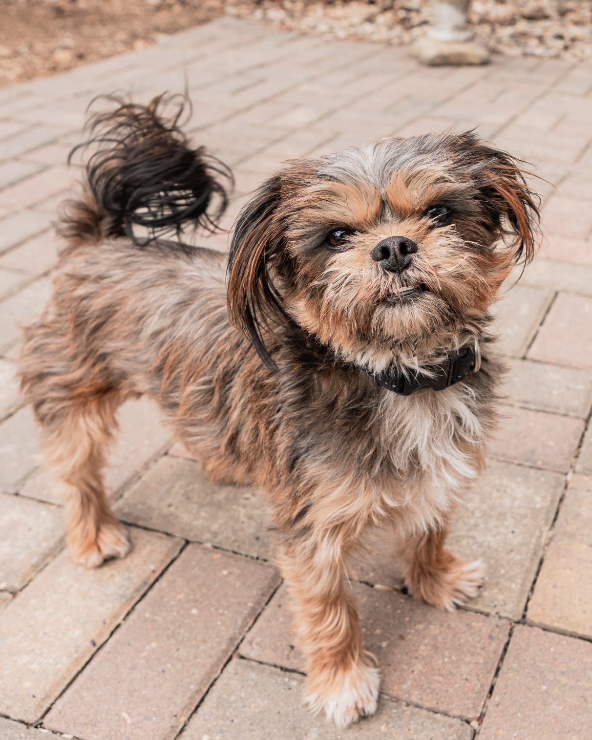 Pet photo