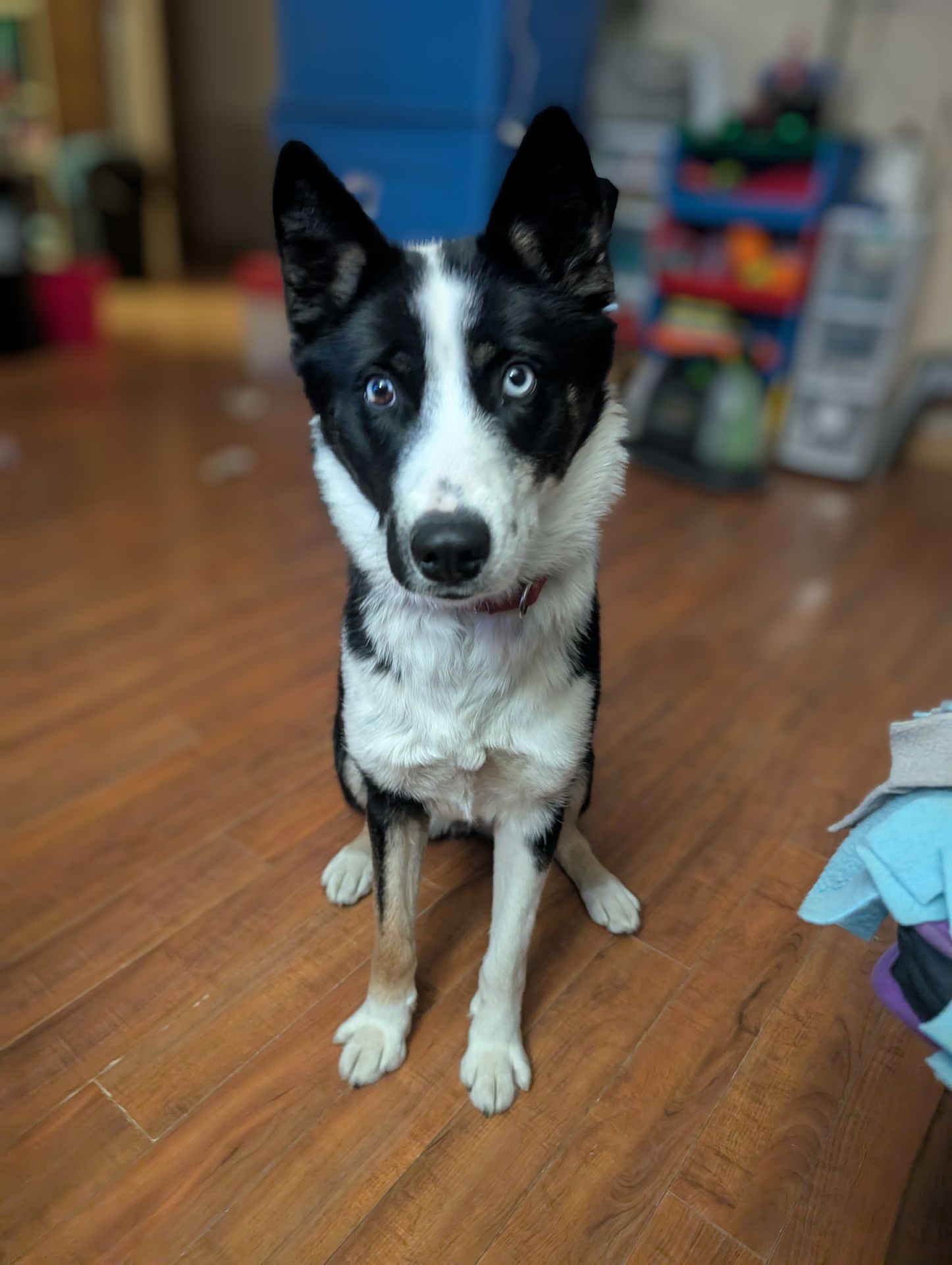 Pet photo