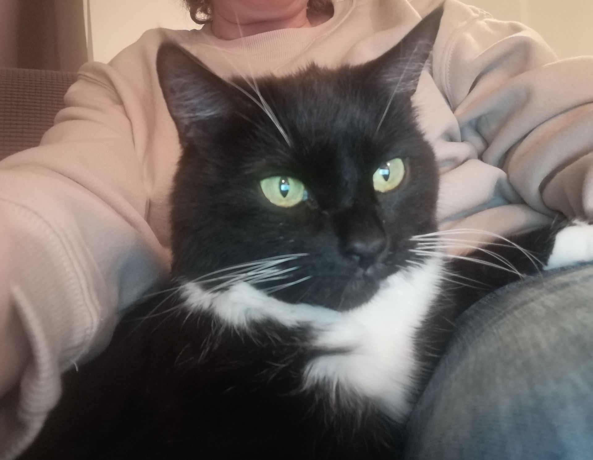 Pet photo