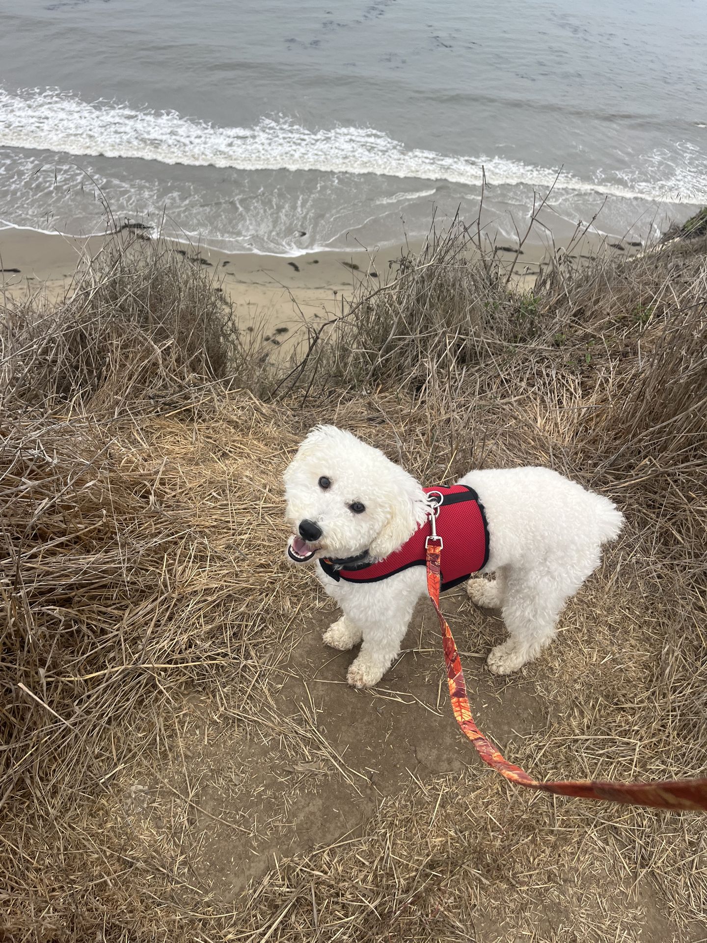 Pet photo