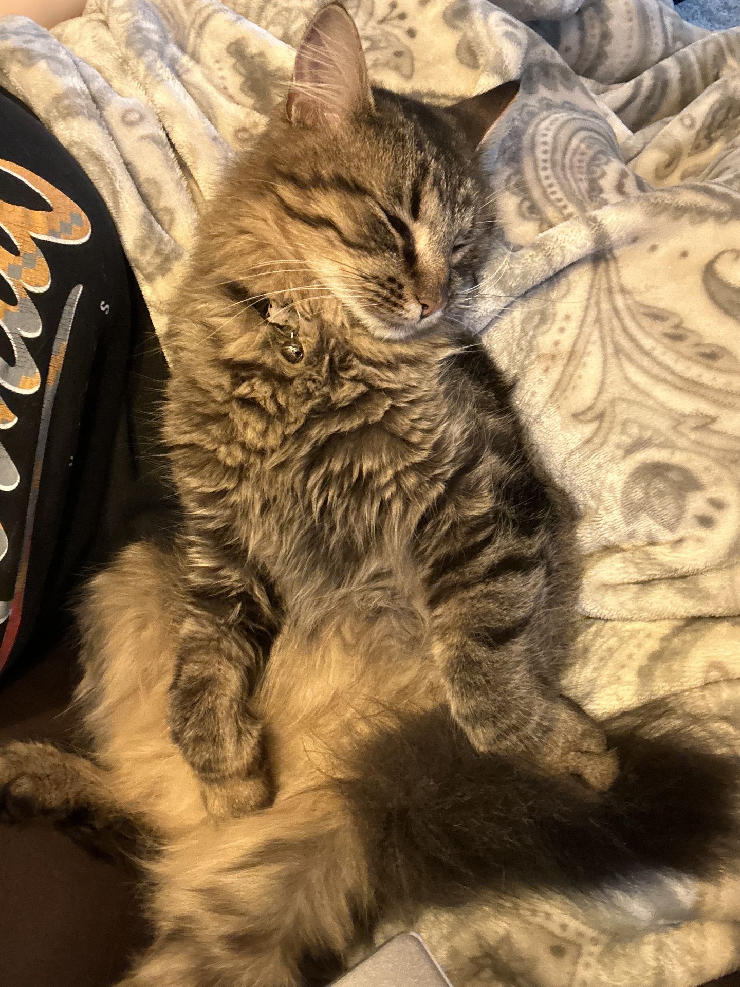 Pet photo