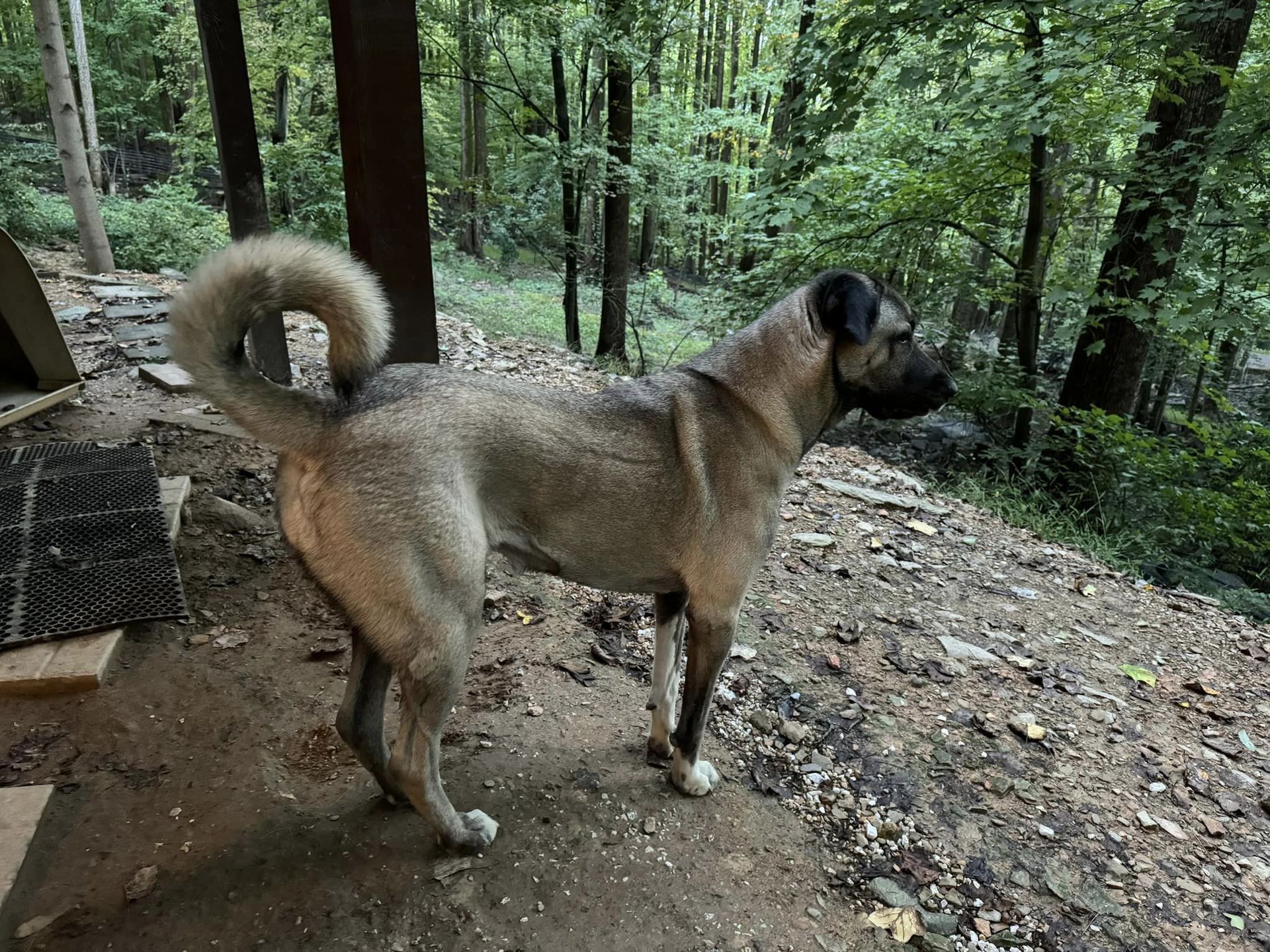 Pet photo