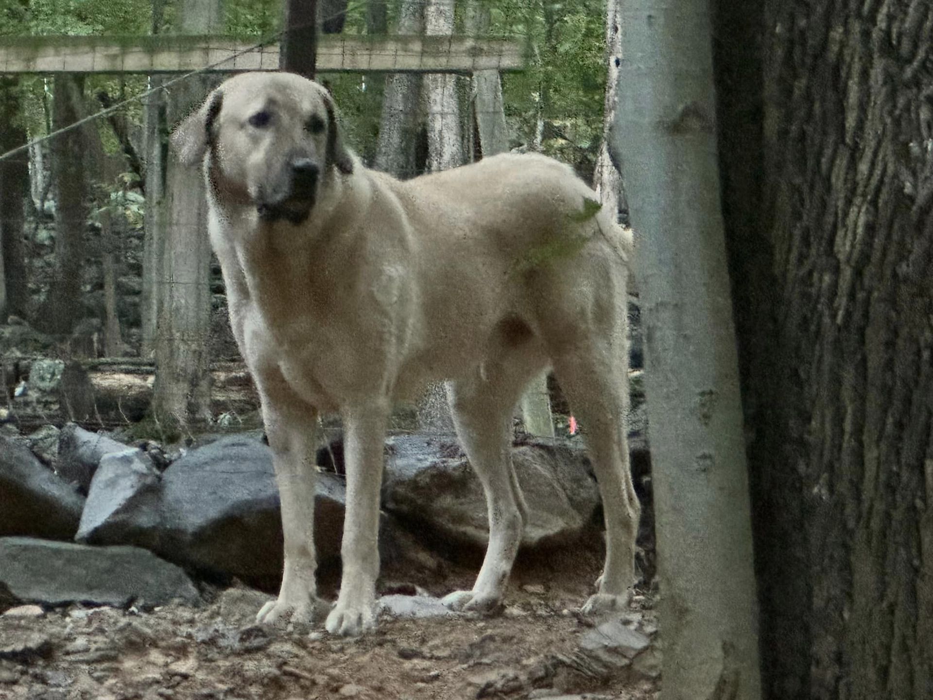 Pet photo