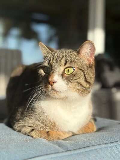 Pet photo
