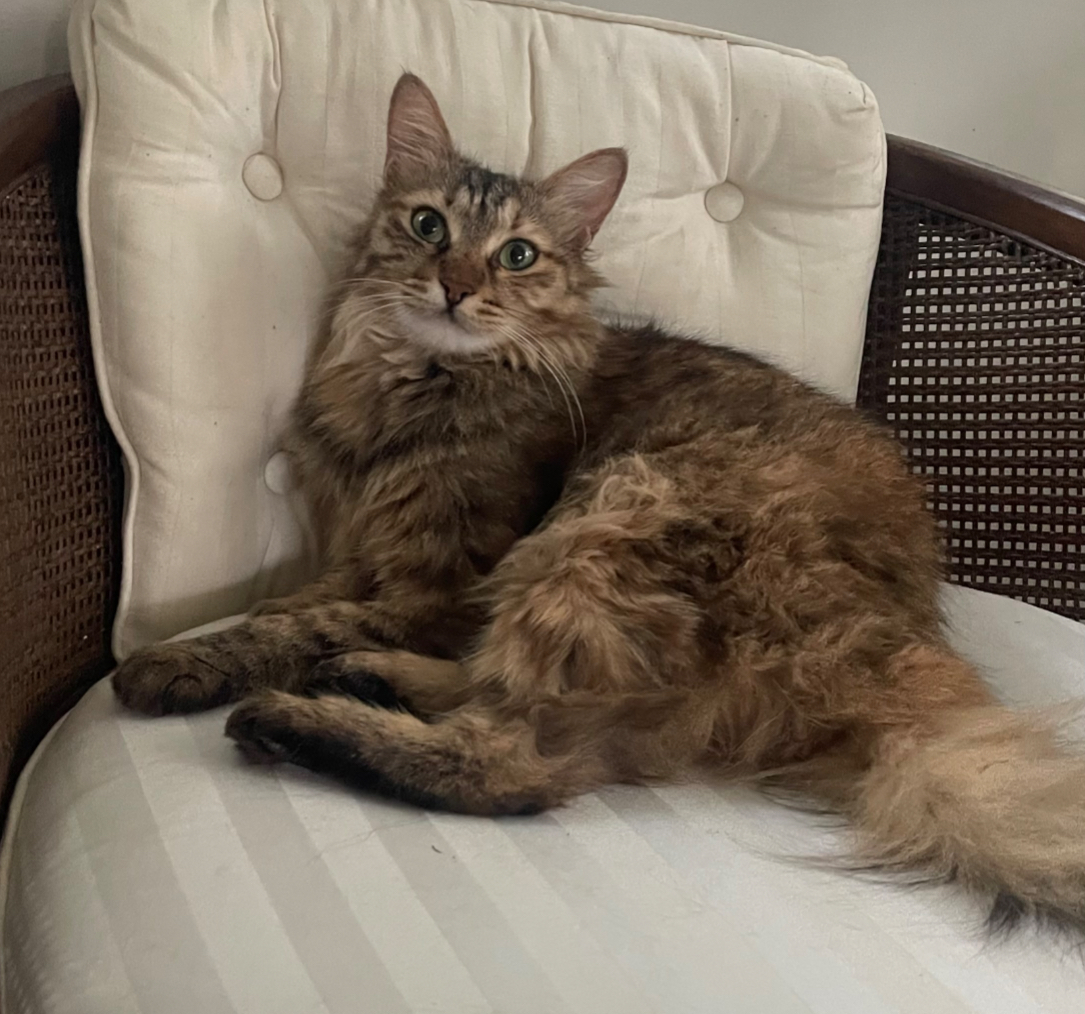 Pet photo