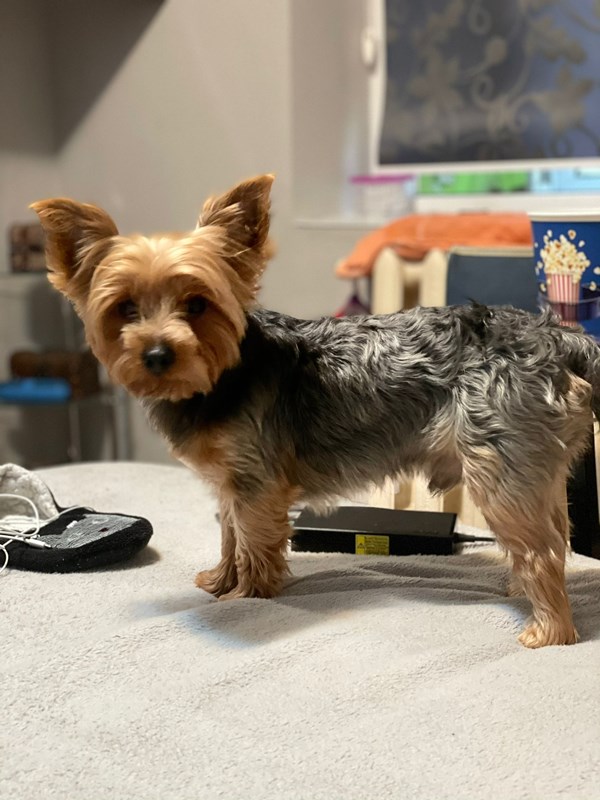 Pet photo