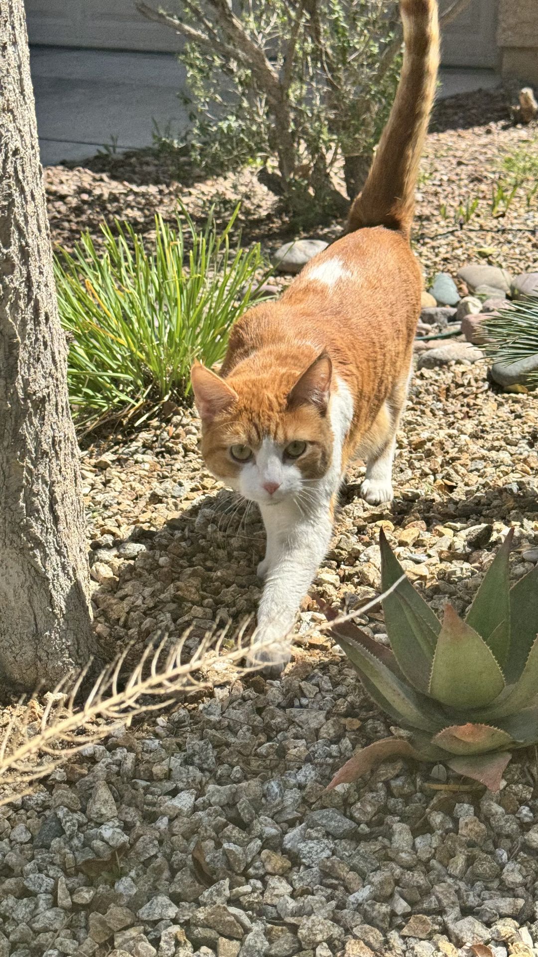 Pet photo