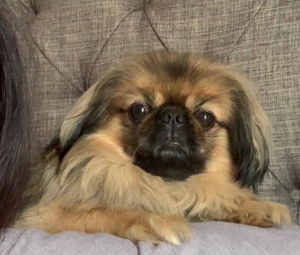 Pet photo