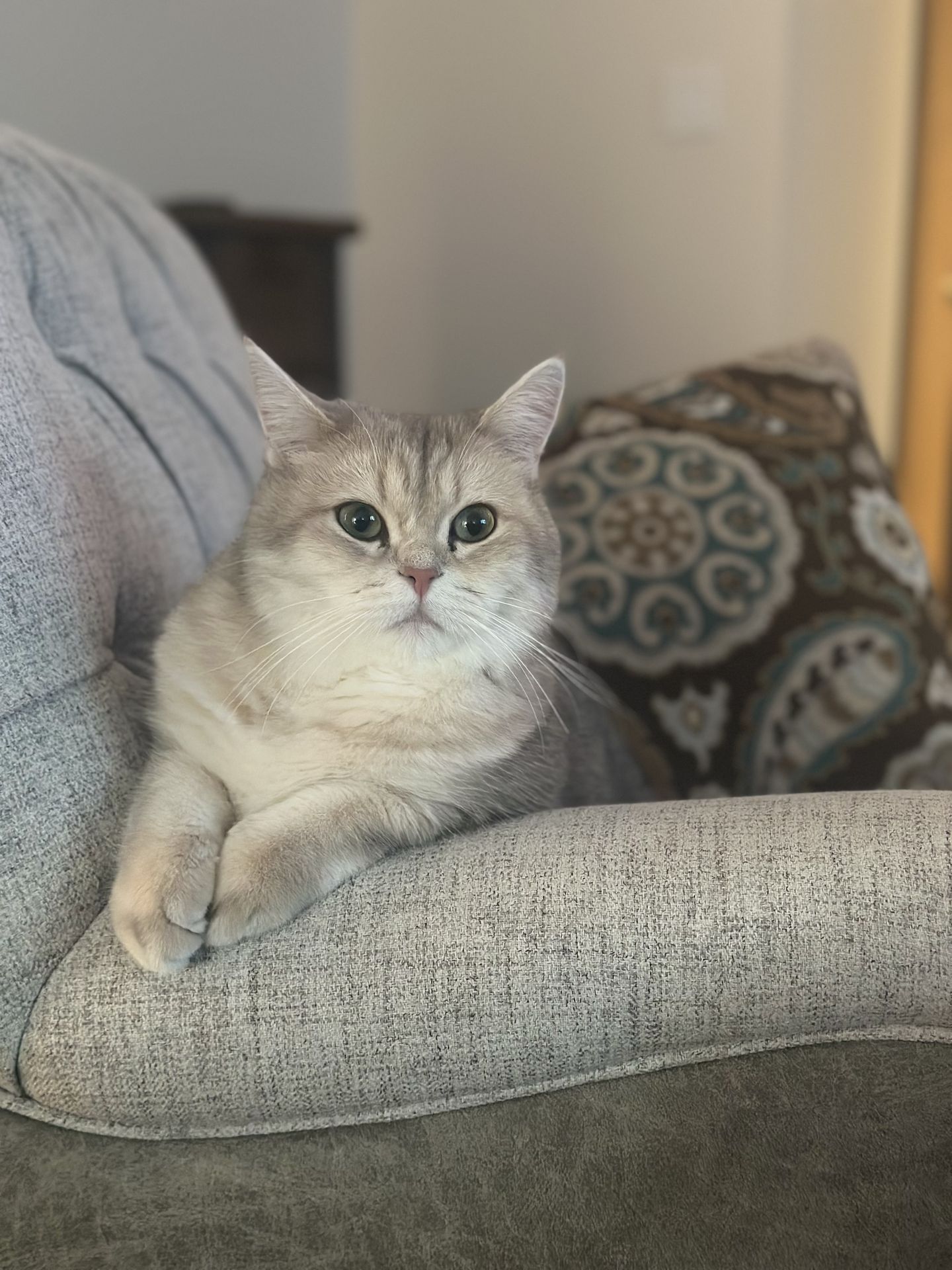 Pet photo