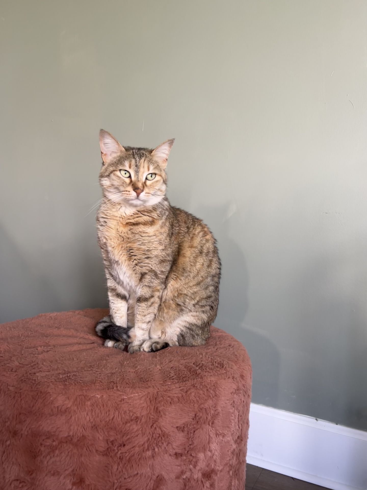 Pet photo