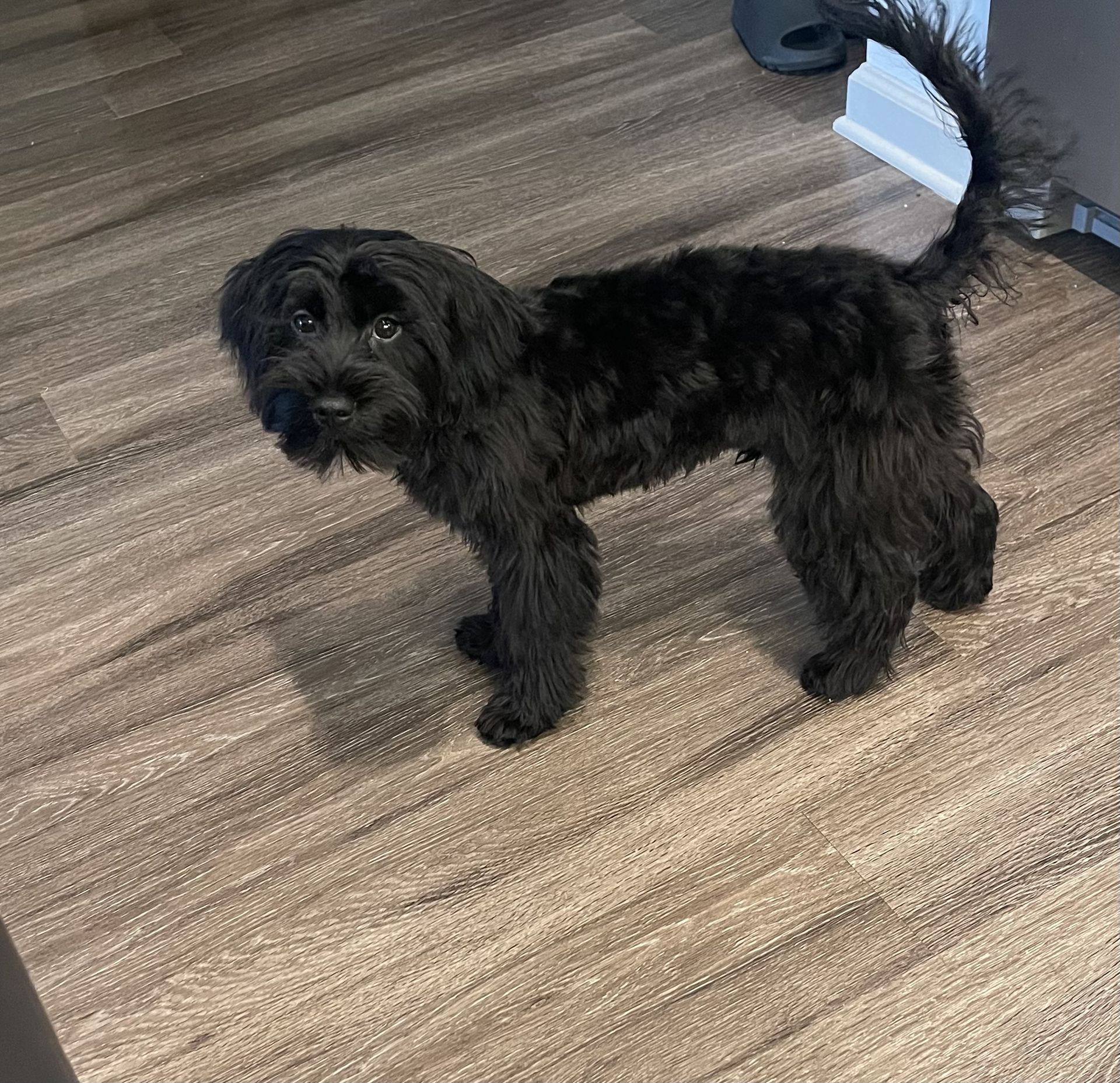 Pet photo