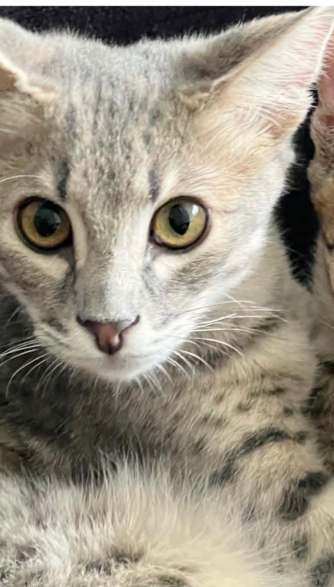 Pet photo