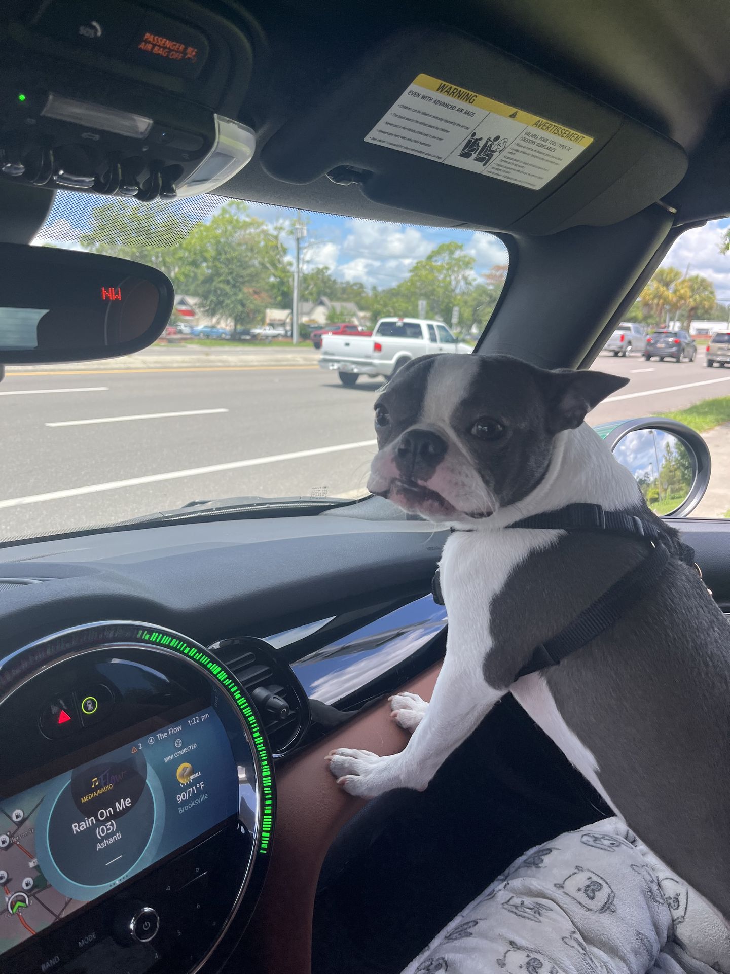 Pet photo