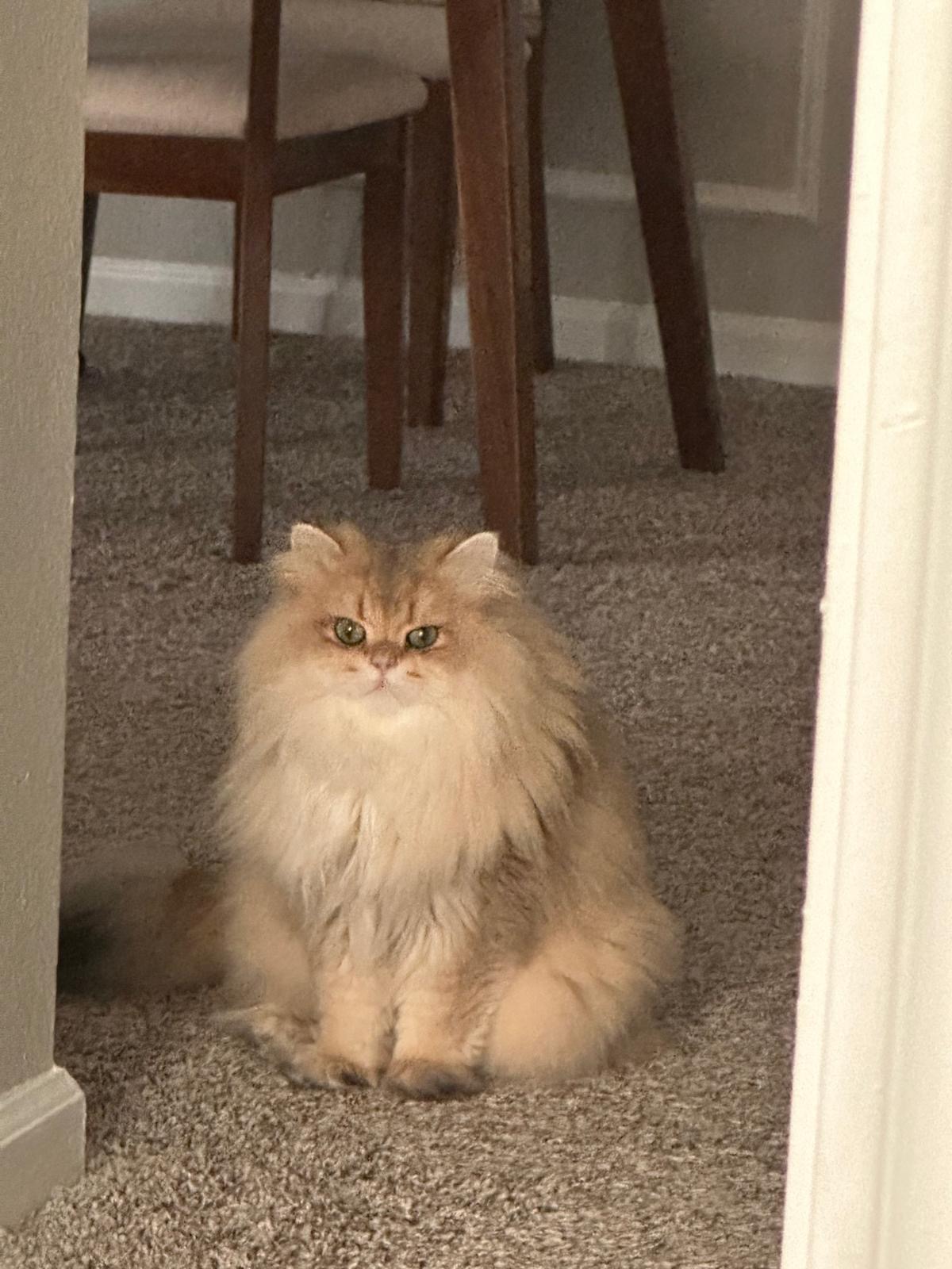 Pet photo