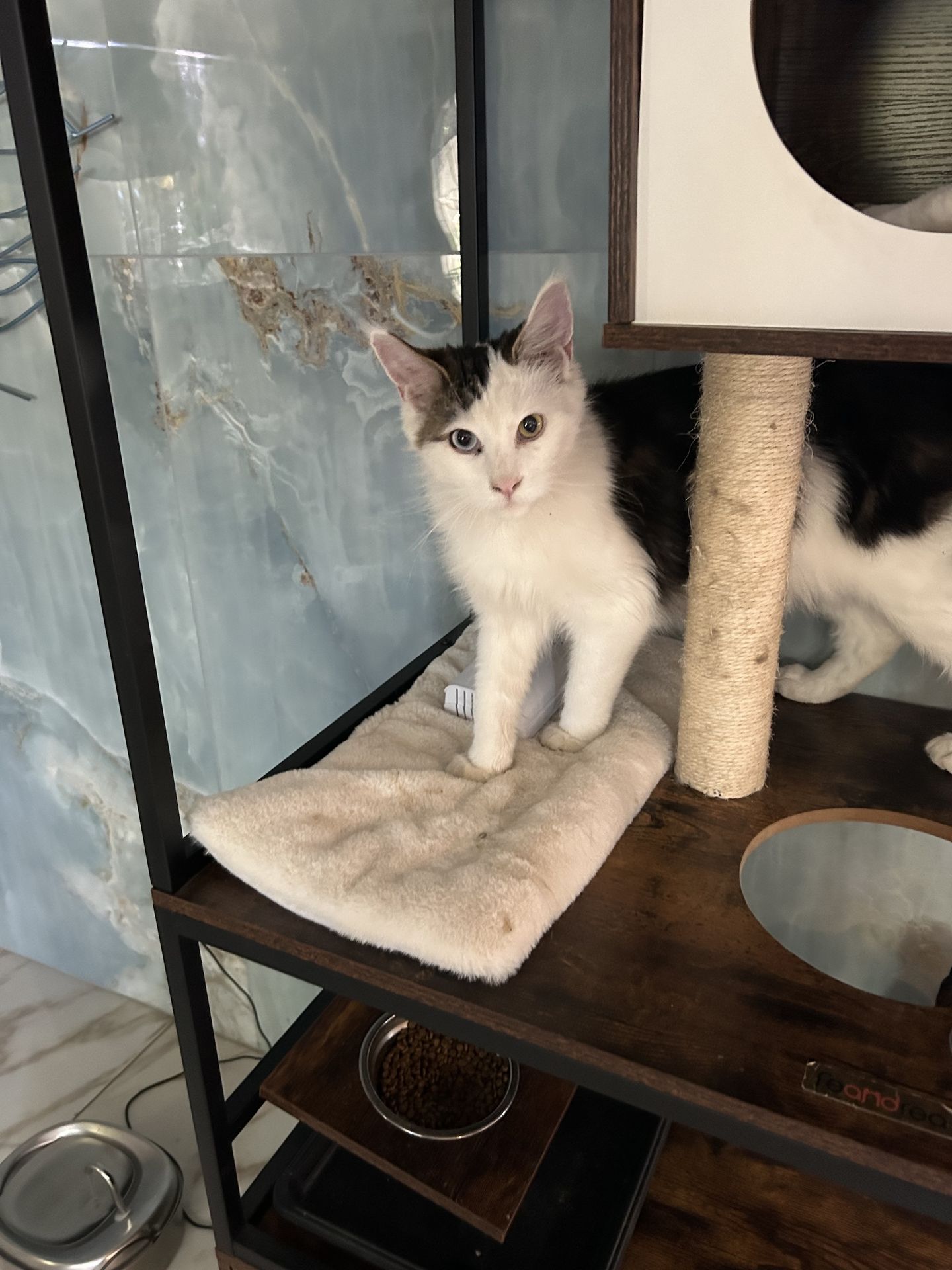 Pet photo