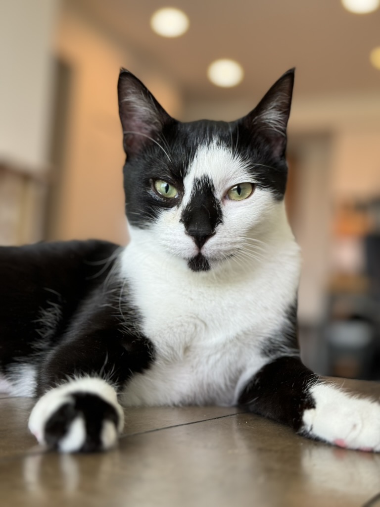 Pet photo
