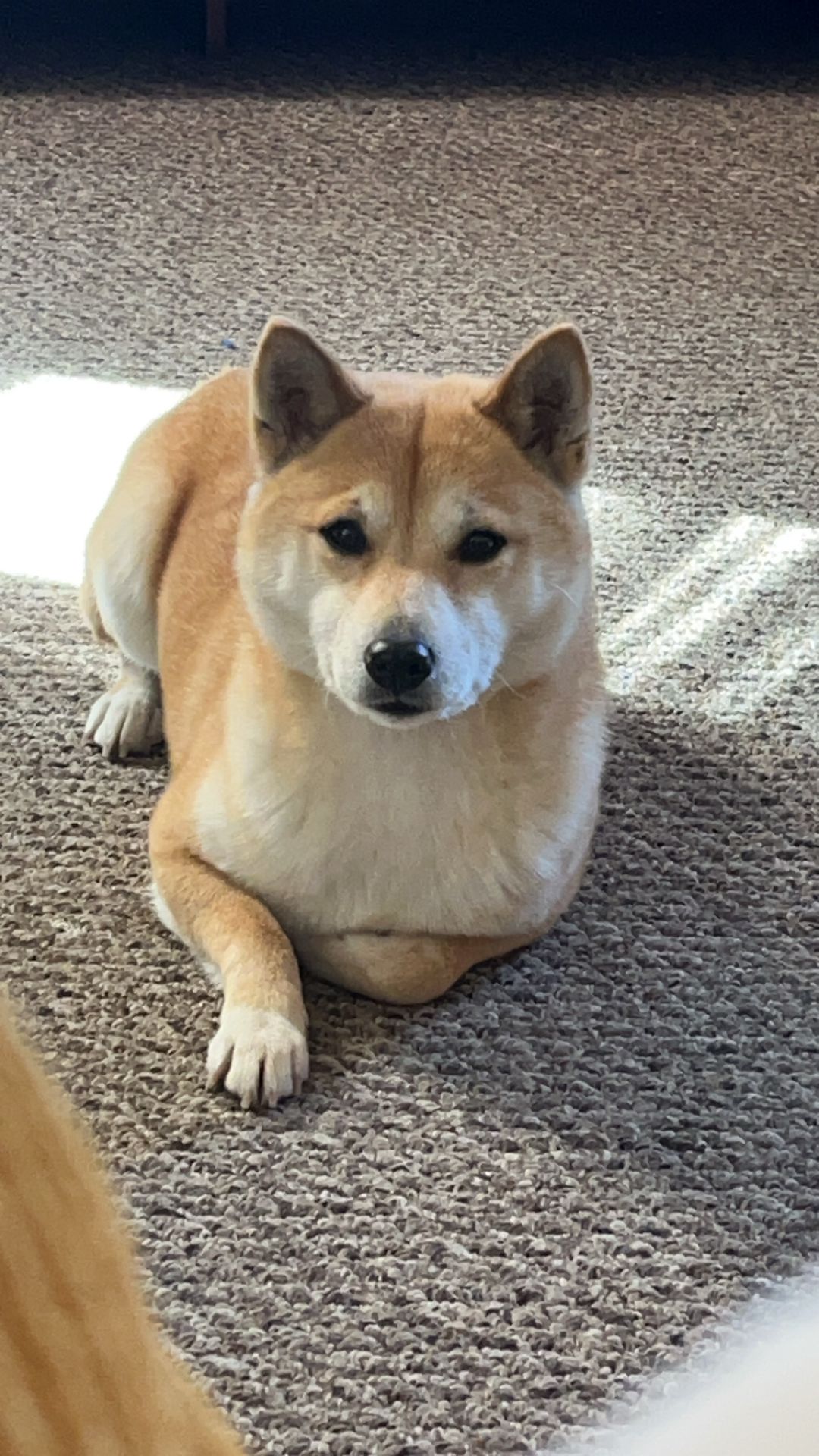 Pet photo