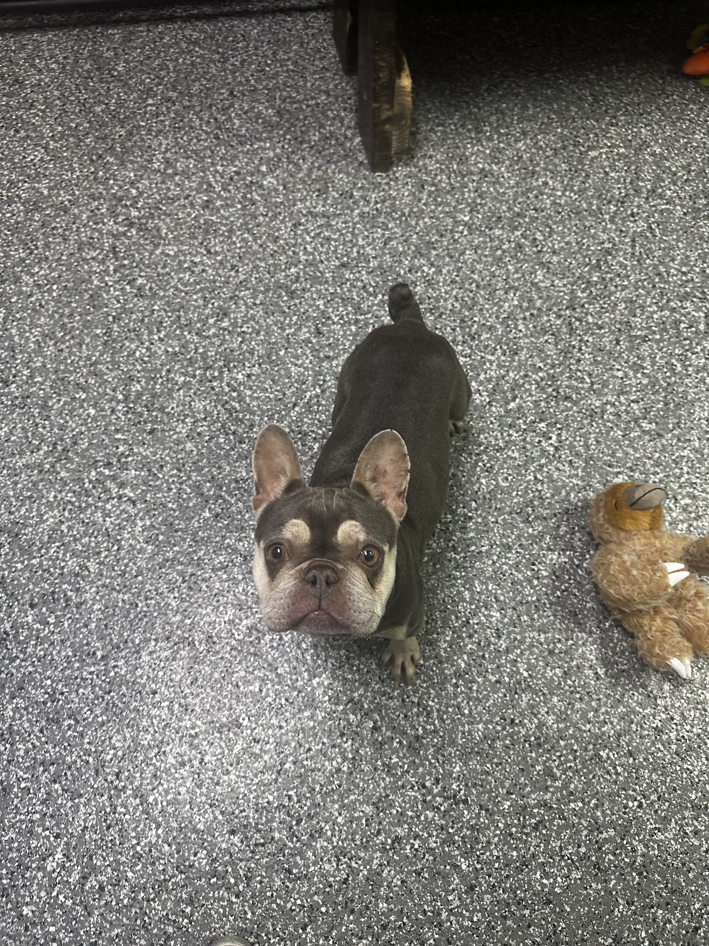 Pet photo