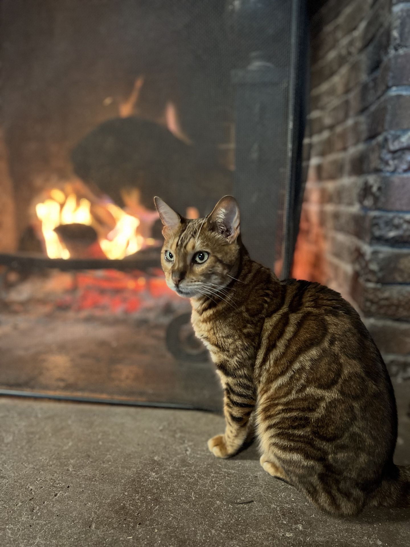 Pet photo