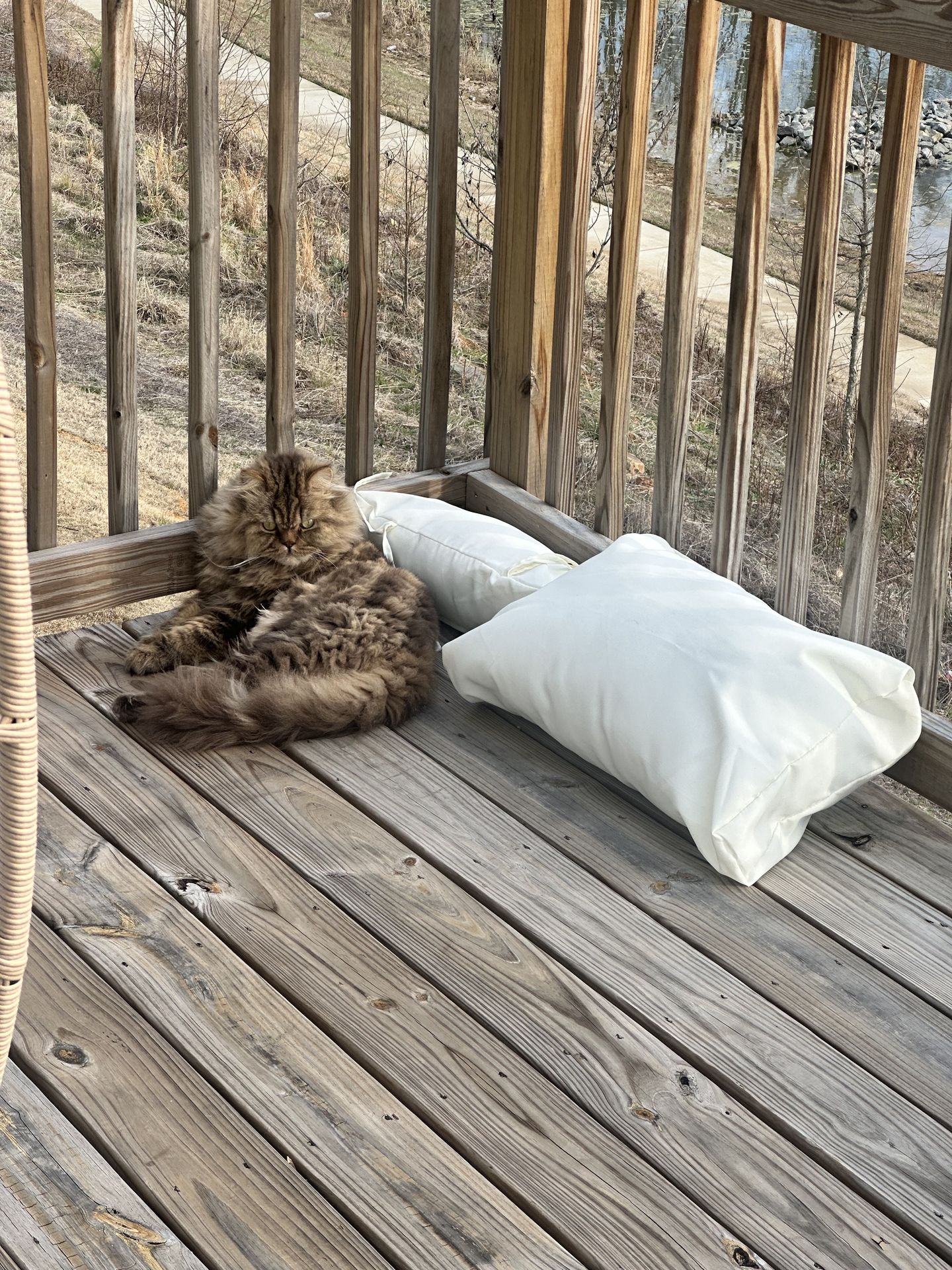 Pet photo