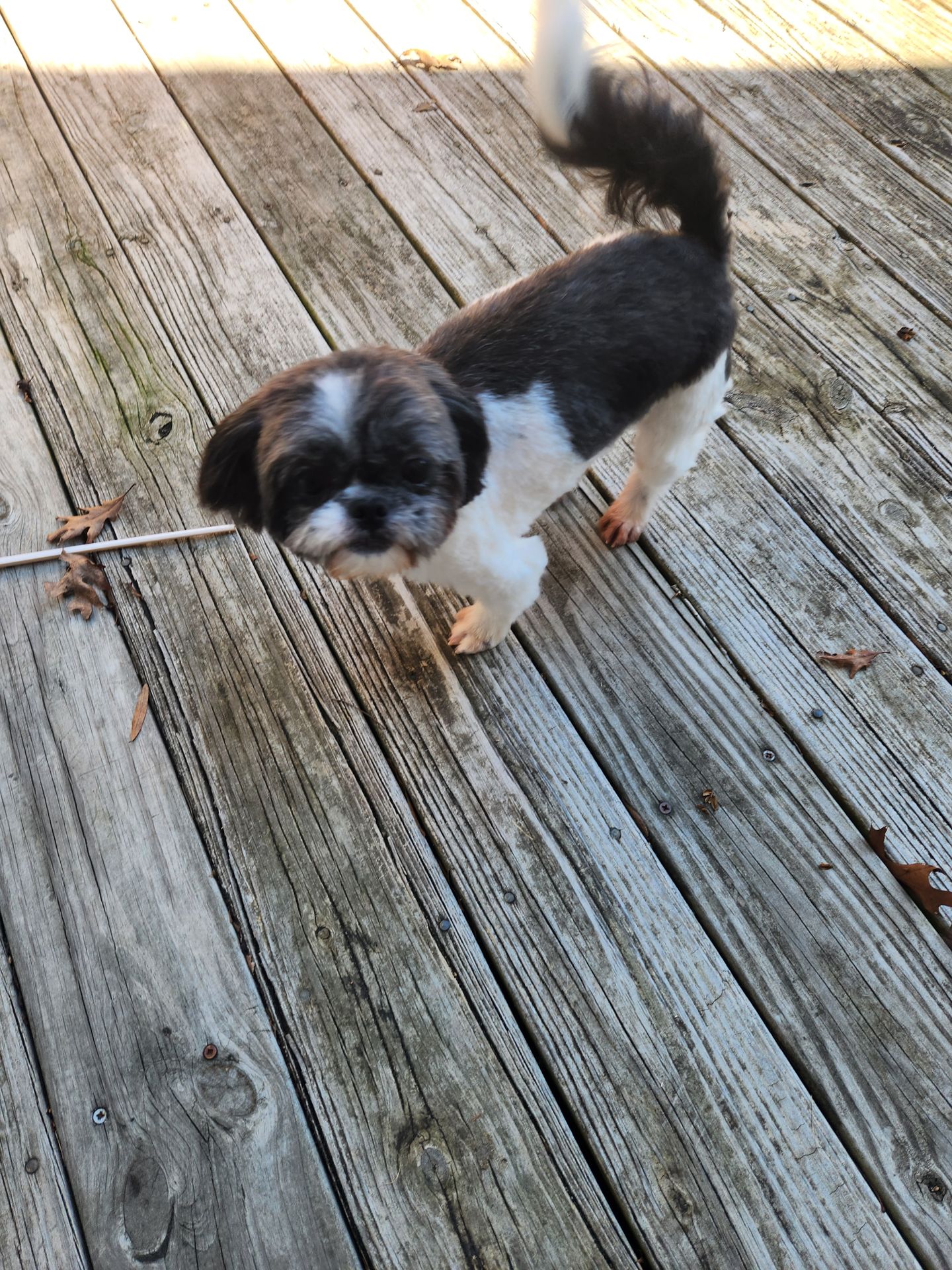 Pet photo