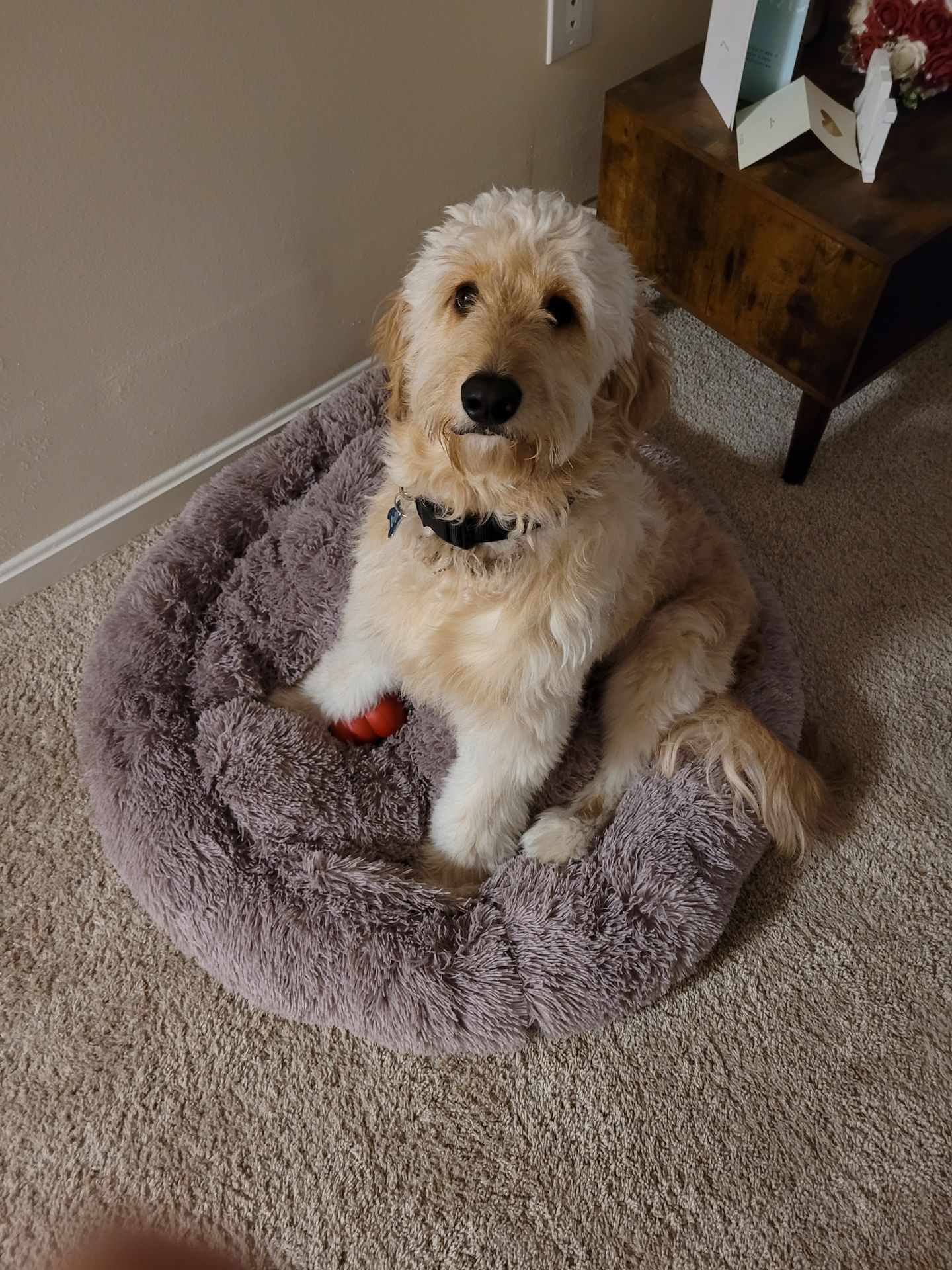 Pet photo