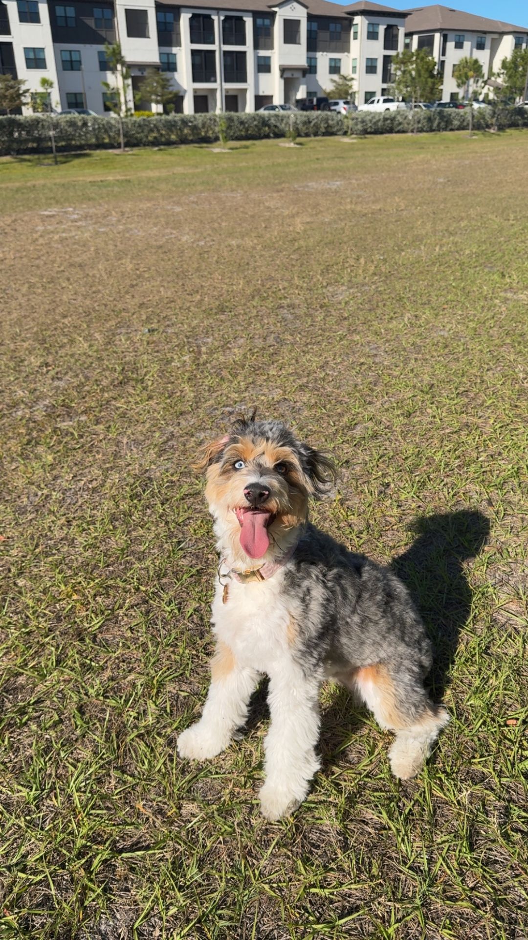 Pet photo